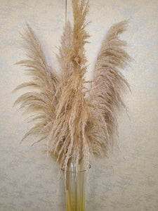 Giant Reed (H:4ft)