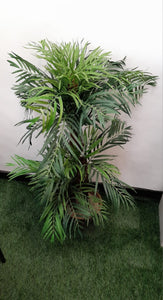 3.5 ft" Peral palm (M)