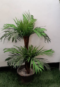 2.5 ft" Peral palm (S)