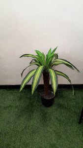 Inch 25 single Dracena (S)