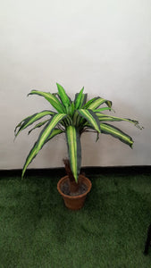 Inch 32 single Dracena (M)