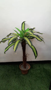 Inch 40 single Dracena( L)